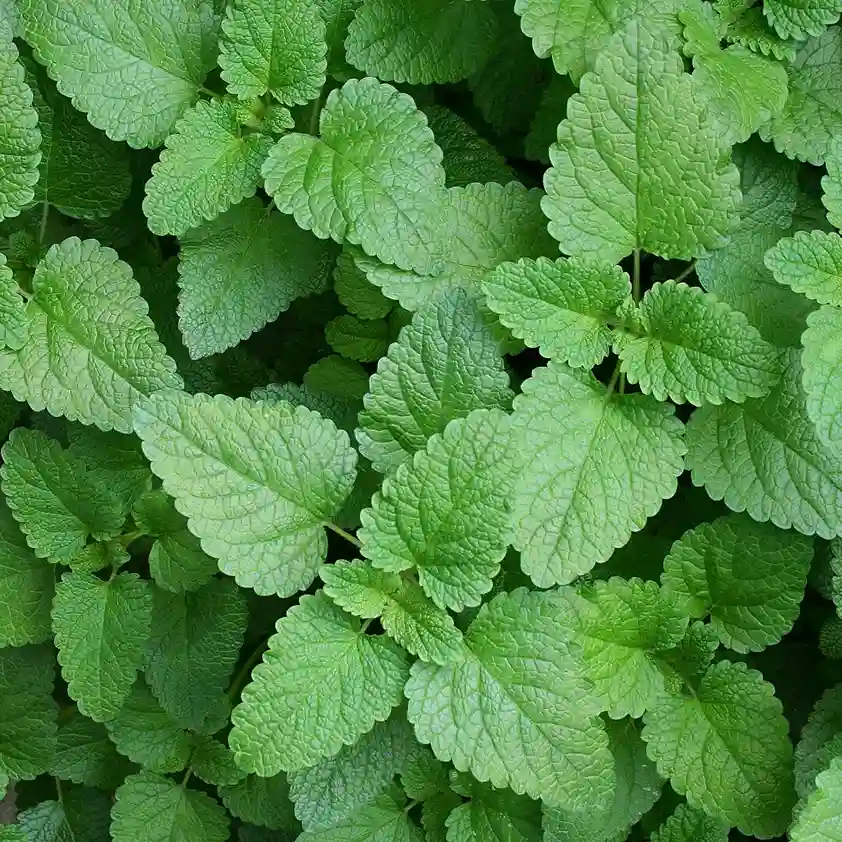 Citromfű