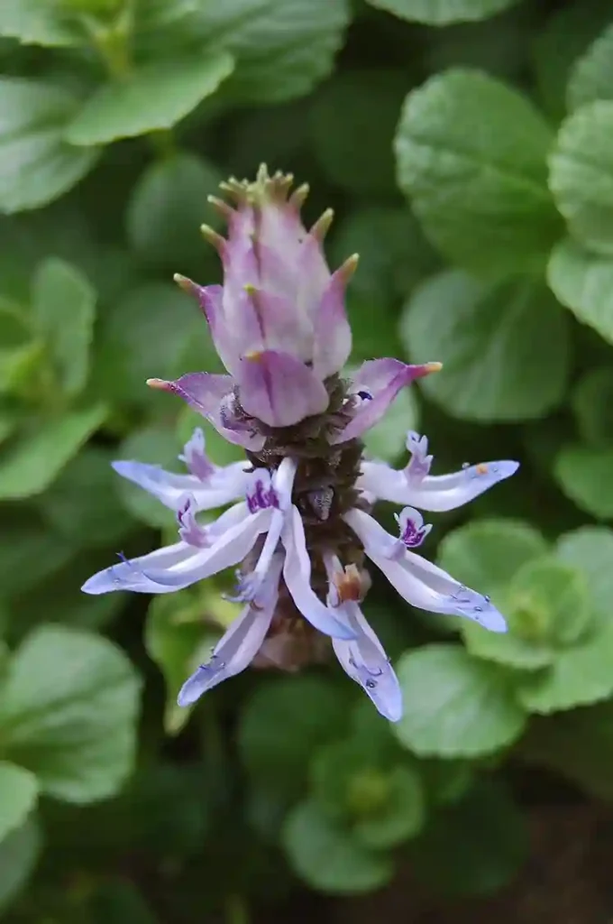 Plectranthus caninus (macskariasztó coleus)