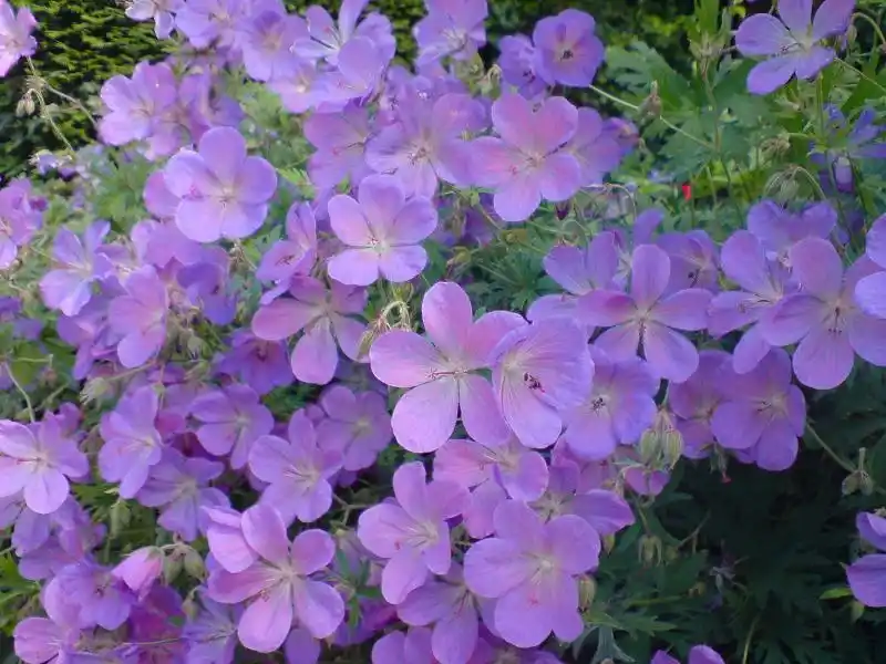 Geranium (Gólyaorr)