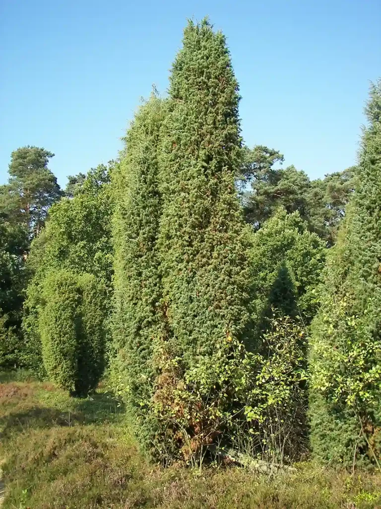 Boróka