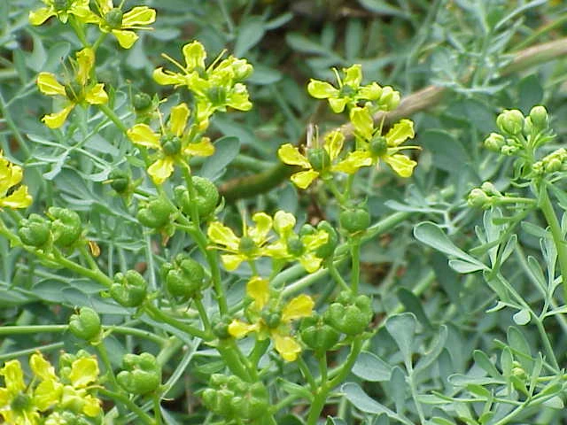 Ruta (kerti ruta)
