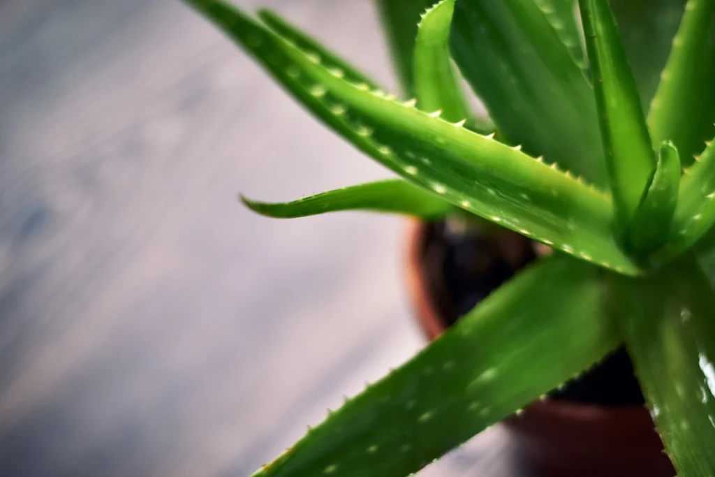 aloe vera növény