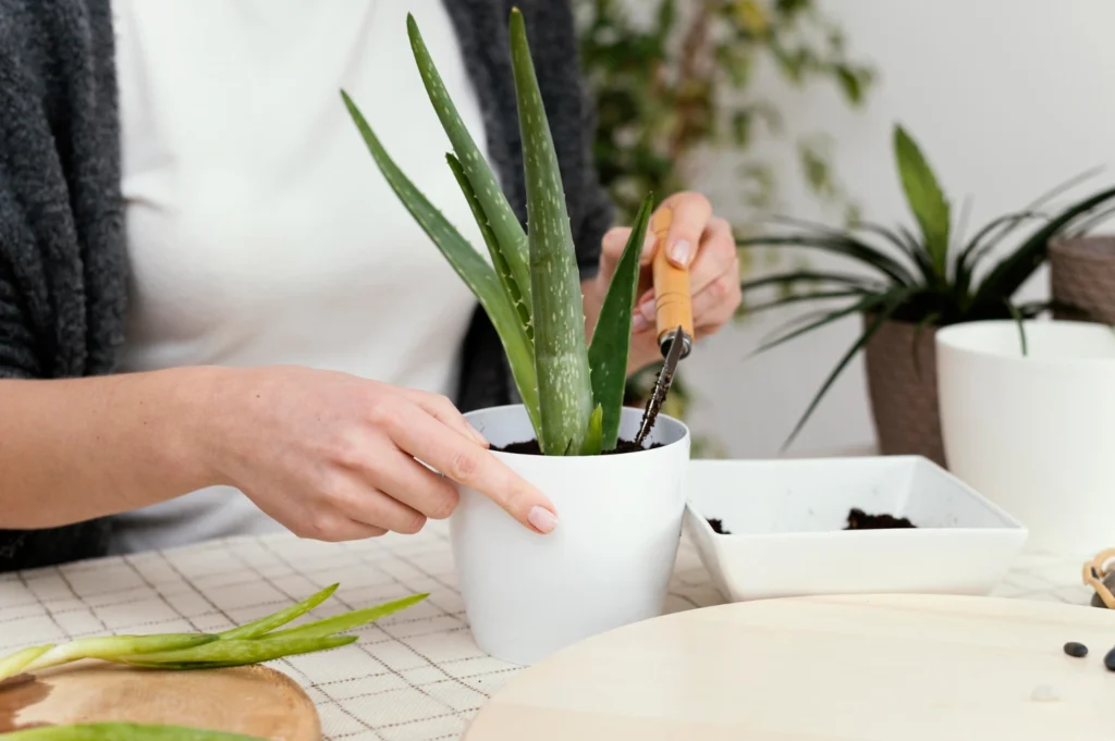 Aloe vera szaporítása