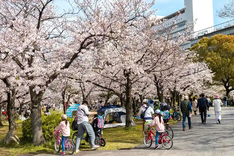 Cseresznyefa virága: ünnep Japánban