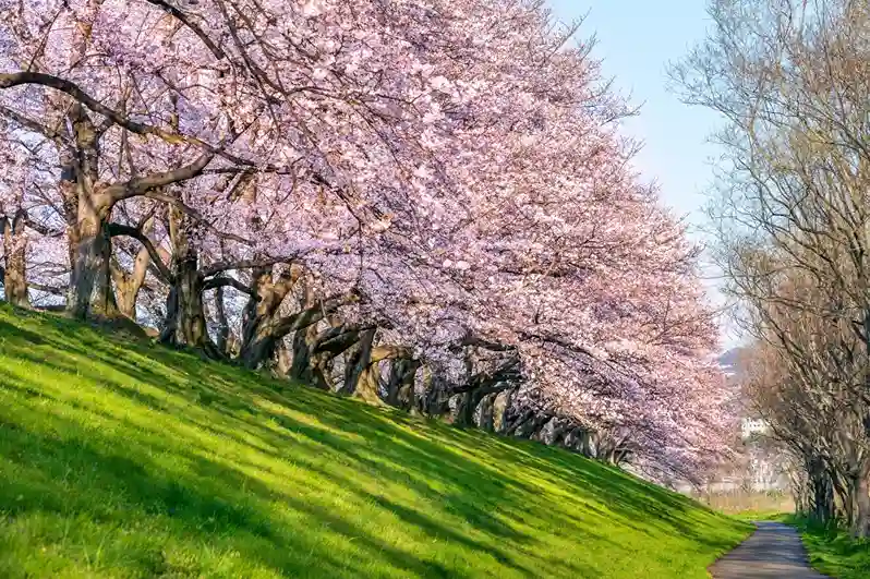 Virágba borult cseresznyefák tavasszal, Kiotóban, Japánban