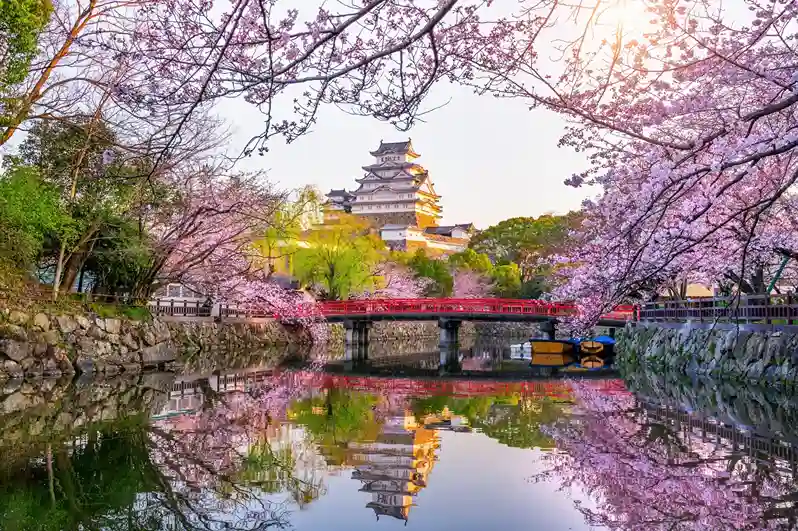 Virágzó cseresznyefák, Himeji, Japán