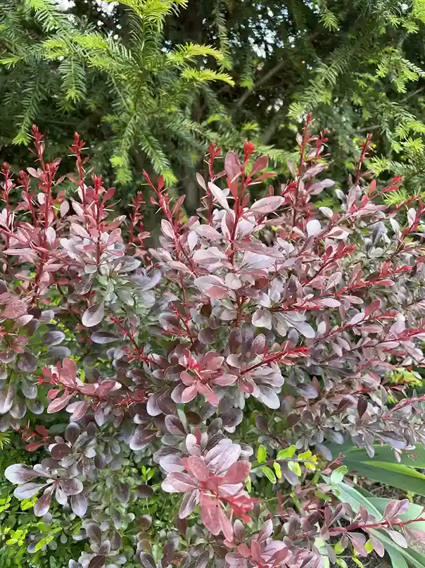 Japán borbolya
