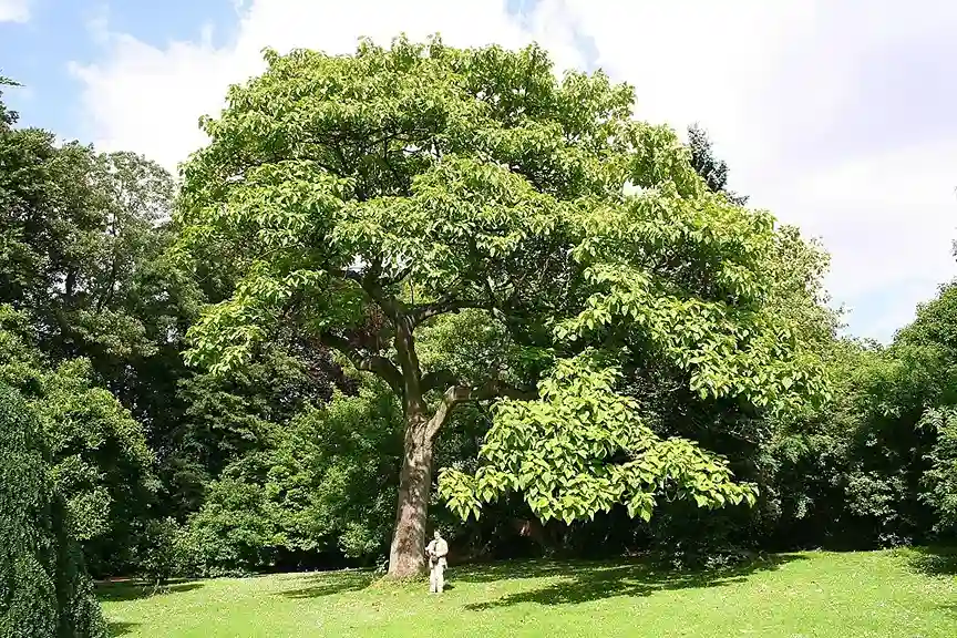Császárfa (Paulownia tomentosa)
