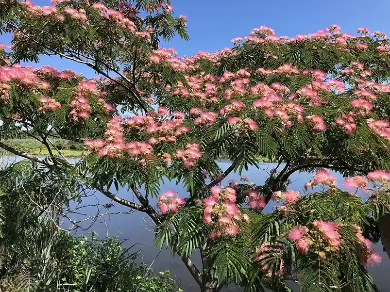 Selyemakác (Albizia julibrissin)