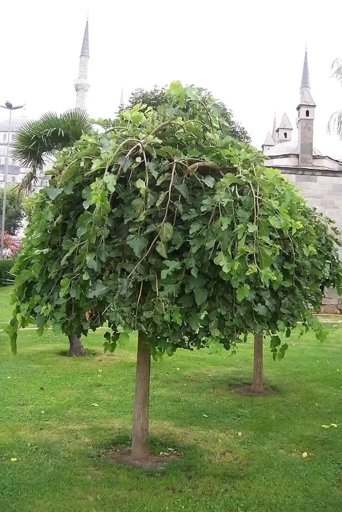 eperfa (Morus alba)